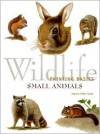 Wildlife Painting Basics - Small Animals - Jeanne Filler Scott