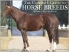 Ultimate Guide to Horse Breeds - 