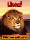 Lions! Learn About Lions and Enjoy Colorful Pictures - Look and Learn! (50+ Photos of Lions) - Becky Wolff