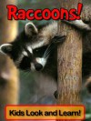 Raccoons! Learn About Raccoons and Enjoy Colorful Pictures - Look and Learn! (50+ Photos of Raccoons) - Becky Wolff