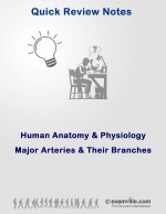 Human Anatomy & Physiology: Major Arteries and Their Branches - S. Smith