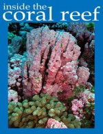 Coral Reef: Beautiful picture book - Brian Jenkins