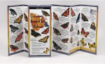 Common Butterflies of the Midwest (Coming May 2013) - Rick Cech