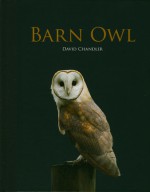 Barn Owl - David Chandler