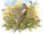 Four Seasons of Birds Keepsake Box - Julie Zickefoose