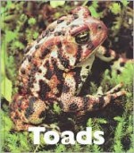 Toads - Patrick Merrick