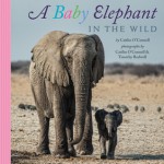 A Baby Elephant in the Wild - Caitlin O'Connell