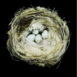 Nests: Fifty Nests and the Birds that Built Them - Jack Dumbacher, Maureen Flannery, Scott Weidensaul, Sharon Beals