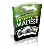 Dog Training: How To Train Your Maltese - Vikram Singh