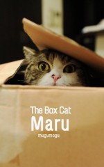 The Box Cat Maru. - mugumogu