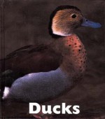 Ducks - Mary Ann McDonald