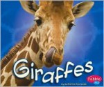 Giraffes - Catherine Ipcizade