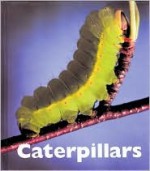 Caterpillars - Patrick Merrick