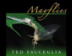 Mayflies - Ted Fauceglia