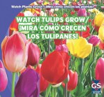 Watch Tulips Grow/Mira Como Crecen Los Tulipanes! - Kristen Rajczak