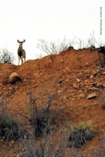 Buck Shots - Peter Sutherland, Lawrence R. Rinder