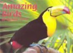 Amazing Birds of the Rain Forest - Claire Daniel