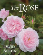 The Rose - David Austin