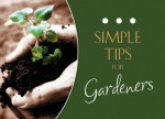 Simple Tips for Gardeners - Rachel Quillin