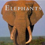 Elephants Smallwood & Stewart (Nature's Window) - Sheila Buff