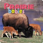 Prairie Babies - Northword Press, Aimee Jackson, Kristen McCurry, North Work, Lisa Husar, Mike Husar