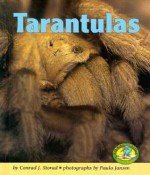 Tarantulas - Conrad J. Storad