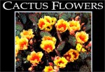 Cactus Flowers (Postcard Books) - Jeff Nicholas