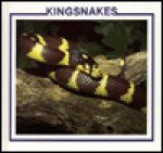 Kingsnakes - Sherie Bargar, Linda Johnson