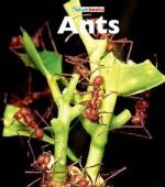 Ants - Edward Shearman Ross