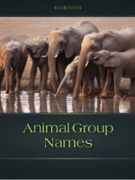 Animal Group Names - Badrinath P V, Shutterstock