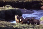 The bears of Blue River (1908) - Charles Major, A.B. Frost