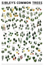 CHART: Sibley's Common Trees of Eastern North America - NOT A BOOK