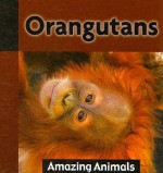 Orangutans - Michael De Medeiros