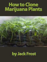 How to Clone Marijuana Plants: Get Perfect Results Every Time - Jack Frost