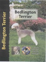 Bedlington Terrier (Pet Love) - Muriel P. Lee