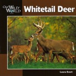 Whitetail Deer (Our Wild World) - Laura Evert, John F. McGee