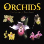 Orchids - Bruce Curtis