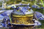 The Bullfrog and His Shadows - Bruce Holland Rogers