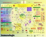 Poster Immunologie - Ursula Lvw, Stefan H.E. Kaufmann