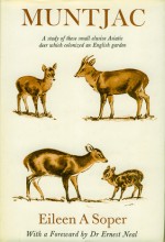 Muntjac - Eileen A. Soper