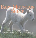 Baby Mountain Sheep - Aubrey Lang, Wayne Lynch