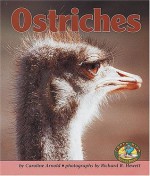 Ostriches (Early Bird Nature Books) - Caroline Arnold