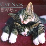 Cat Naps: The Key to Contentment - Sellers Productions