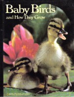 Baby Birds and How They Grow - Jane R. McCauley