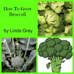 How to Grow Broccoli - Linda Gray