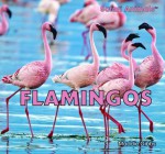 Flamingos (Safari Animals) - Maddie Gibbs