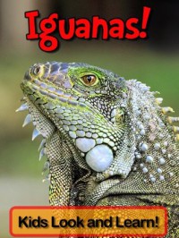 Iguanas! Learn About Iguanas and Enjoy Colorful Pictures - Look and Learn! (50+ Photos of Iguanas) - Becky Wolff