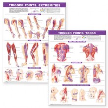 CHART: Trigger Point Chart Set: Torso and Extremities - NOT A BOOK