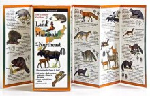 The Ultimate Guide to Land Mammals of the Northeast - Fiona A. Reid