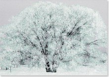 Frosty Tree Holiday Boxed Cards (Christmas Cards, Holiday Cards, Greeting Cards) - Peter Pauper Press